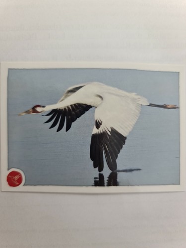 Image sticker autocollant