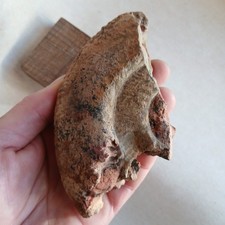 Ammonite, Fossiles France