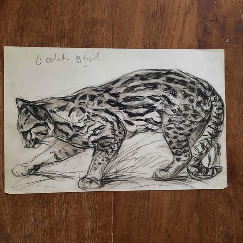 Dessin ancien animalier - dessin,