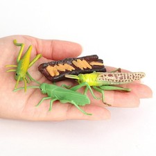 Insectes Sauterelle Croissance