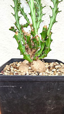 Euphorbia knuthii➡️--LIVE