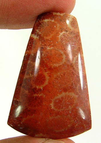 Corail fossile - 33.40,