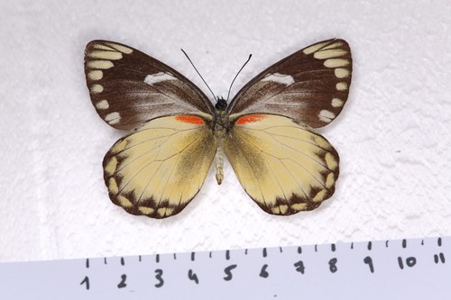 Delias belisama femelle - delias, belisama,