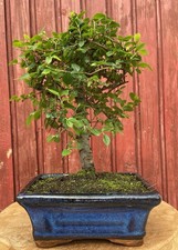 Bonsaï orme chine - chine, zelkova