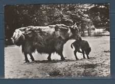 CPSM vers 1960 nature faune animaux  yak  du Tibet