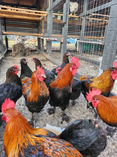 French black copper marans - 6,