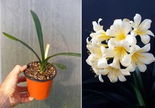 Clivia miniata citrina