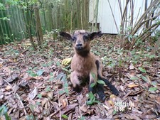 agneau lamb Lamm chevreau bébé  naturalisé taxidermie  curiosité  n° 13