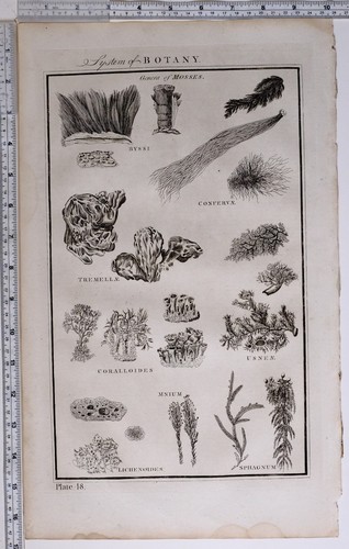 1788 original imprimé - imprimé, botany