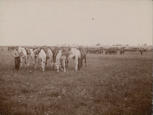 Militaire manoeuvres chevaux - manoeuvres,,