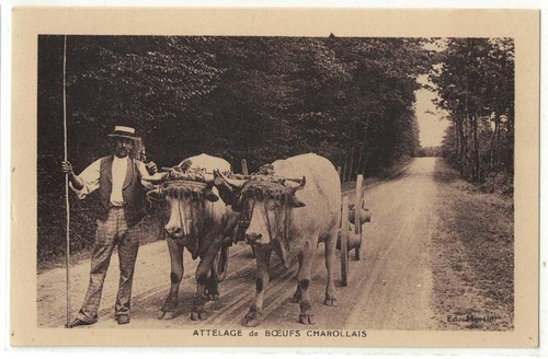 Attelage boeufs charollais - boeufs,
