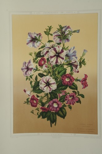 Lithographie couleur originale
