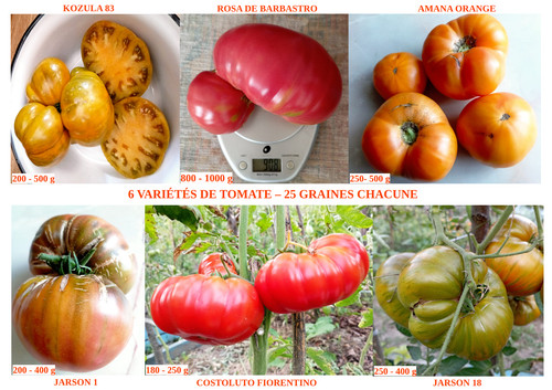 Variétés tomates - 6,