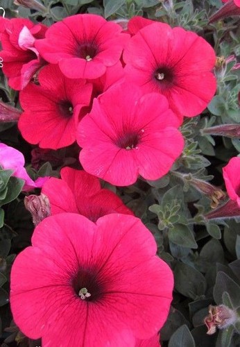 Surfinia pétunia fuchsia - surfinia,