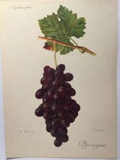 Ampélographie, Viala et