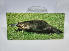 NESLE - MERVEILLES DU MONDE : CARTE " L'ORNITHORYNQUE "  / VINTAGE 1980 / 1990