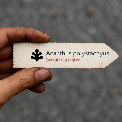 Acanthus polystachyus bears - acanthus,