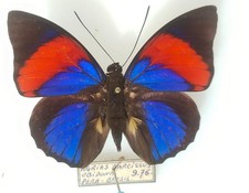 Agrias narcisse ssp. obidonus