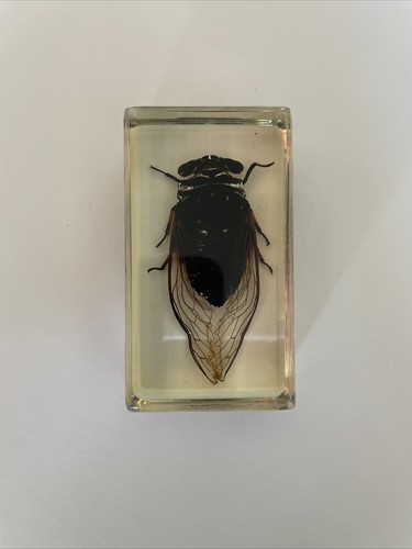 Véritable insecte dans - insecte,