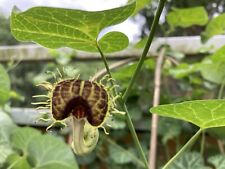 Aristolochia fimbriata  30 Graines Seeds SAMEN Caudex