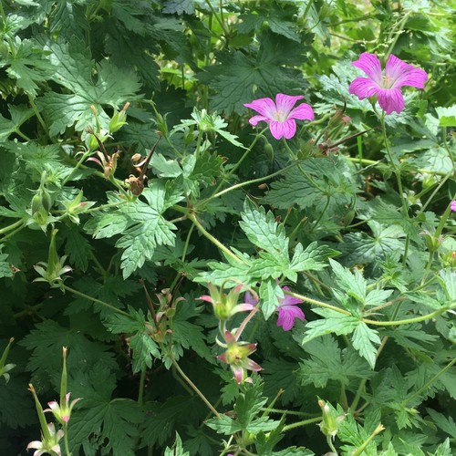 Geranium caespitosum,le