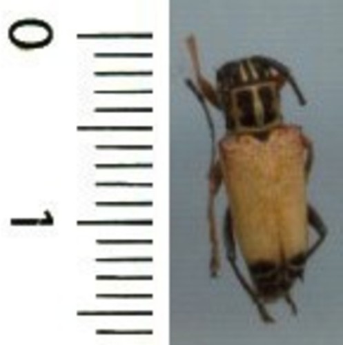 Cerambycidae glenea cantor - glenea,