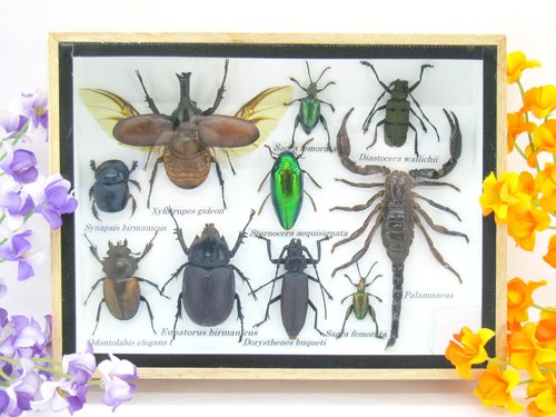 Insectes exotiques réel - 3d,