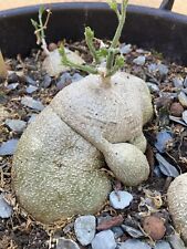 Kedrostis Africana 10 Graines Seeds SAMEN Caudex