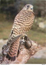 Animaux - Oiseaux - Rapaces - Kestrel - Crécerelle - CPM - Voir Scans Recto-Vers