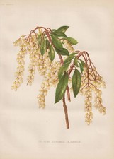 Rosmarinheide Bog-Rosemary Fleurs Japonaises Botanique Robinson Litho