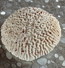 Coquillage Collection Corail