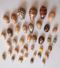 Collection de porcelaines