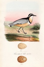 Pluvian À Tête Noire Poules Oiseaux Ornithologie Lithographie Dubois 1872