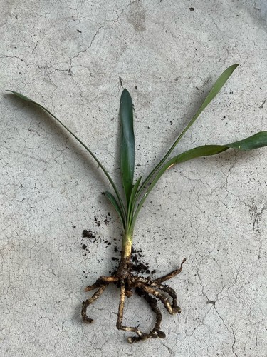 Clivia miniata bush - bush, lily