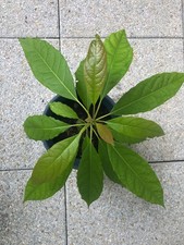 Jeune avocatier (Persea americana)