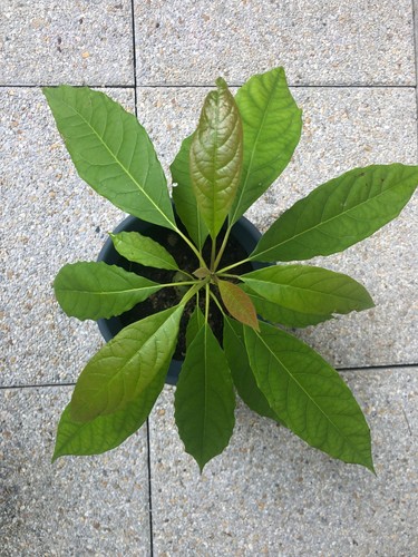 Jeune avocatier persea - avocatier, (persea