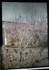 AUTOCHROME - Portrait d'arbre - vers 1915 