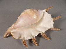 Coquillage Lambis