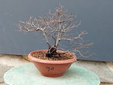 Bonsaï orme champêtre 40 x