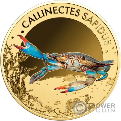 Blue crab sea - blue, creatures