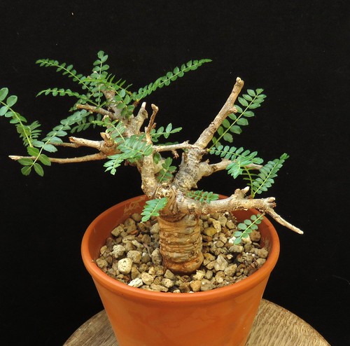 Boswellia neglecta euphorbia - boswellia, neglecta,