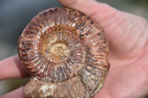 Grande ammonite grammoceras