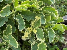 Chou Daubenton Panaché  perpetuel rare  1 bouture