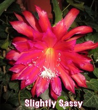 Epiphyllum - SLIGHTLY SASSY -