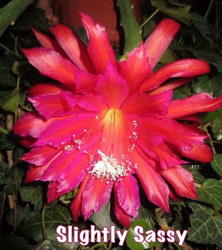 Epiphyllum slightly sassy - slightly,