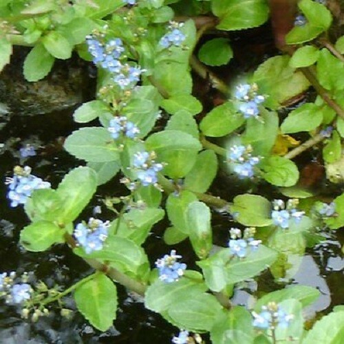 Veronica beccabunga plante - veronica,