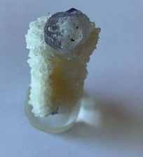 Superb, large representation