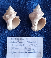 Sea Shell Indothais lacera 39mm + 42 mm, Rares ???