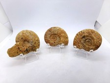Lot de 3 ammonites différentes