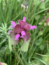 Graines lamier pourpre - pourpre, *